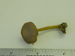 Picture of Inocybe calamistrata