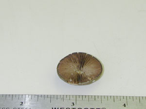 Picture of Inocybe calamistrata