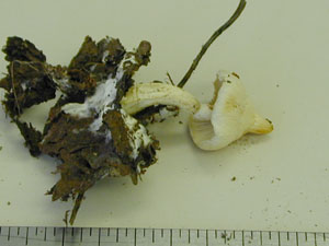 Picture of Inocybe geophylla