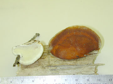 picture of Ischoderma resinosum