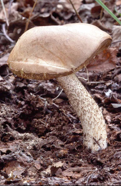 Picture of Helvella acetabulum