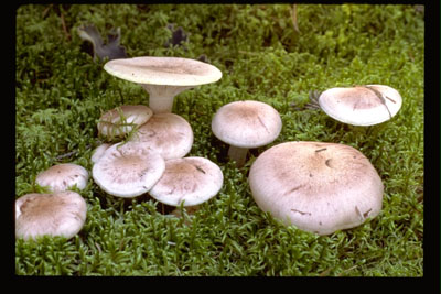 Picture of Hygrophorus erubescens