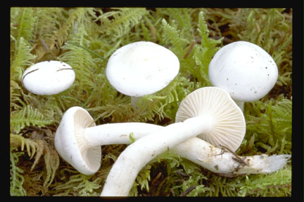 Picture of Hygrophorus piceae