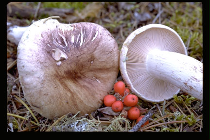 Picture of Hygrophorus purpurascens