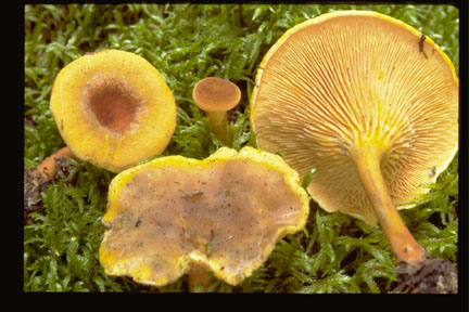 Picture of Hygrophoropsis aurantiaca