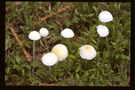 Picture of Hemimycena gracilis