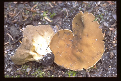 Picture of Helvella acetabulum