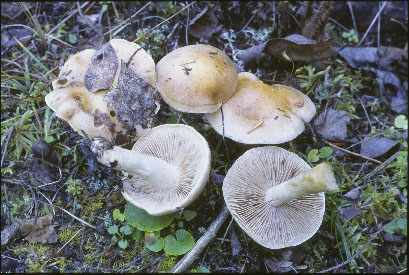 Picture of Hebeloma crustuliniforme