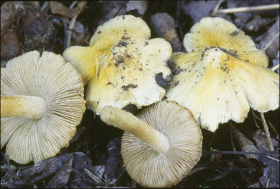 Picture of Inocybe sororia