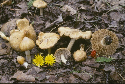 Picture of Inocybe sororia