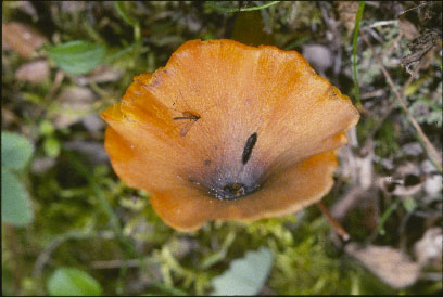 Picture of Hygrocybe conica