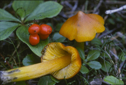Picture of Hygrocybe conica