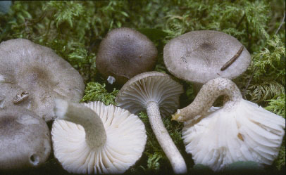 Picture of Hygrophorus agathosmus