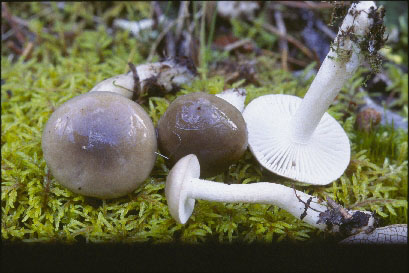 Picture of Hygrophorus agathosmus