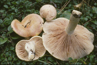 Picture of Hygrophorus erubescens