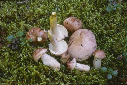 Picture of Hygrophorus erubescens