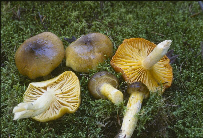 Picture of Hygrophorus hypothejus