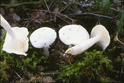 Picture of Hygrophorus piceae