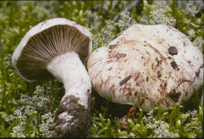 Picture of Hygrophorus purpurascens