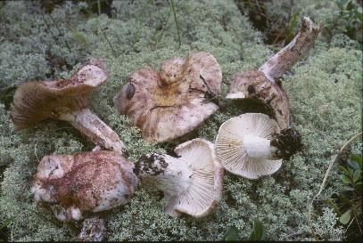 Picture of Hygrophorus purpurascens