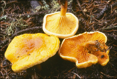Picture of Hygrophoropsos aurantiaca