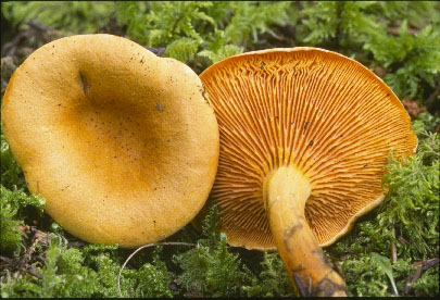 Picture of Hygrophoropsis aurantiaca