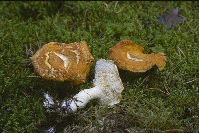 Picture of Hydnum repandum