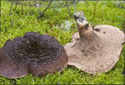 Picture of Hydnum scabrosum