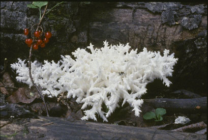 Picture of Hericium ramosum