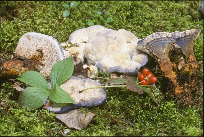 Picture of Hydnellum caeruleum