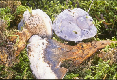 Picture of Hydnellum caeruleum