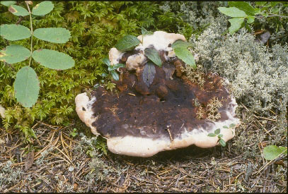 Picture of Hydnellum pineticola