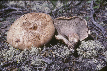 Picture of Hydnum imbricatum
