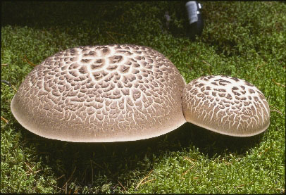 Picture of Hydnum imbricatum