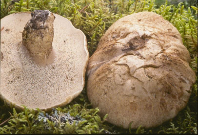 Picture of Hydnum scabrosum