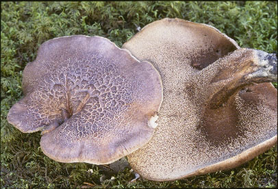 Picture of Hydnum scabrosum