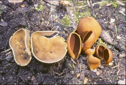 Picture of Helvella acetabulum