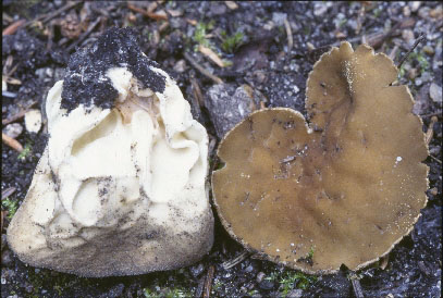 Picture of Helvella acetabulum