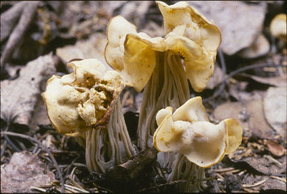 Picture of Helvella crispa