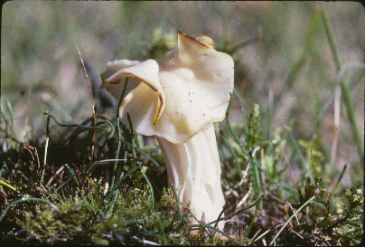 Picture of Helvella crispa