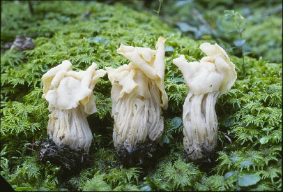 Picture of Helvella crispa