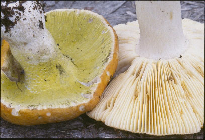 Picture of Hypomyces luteovirens
