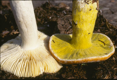 Picture of Hypomyces luteovirens