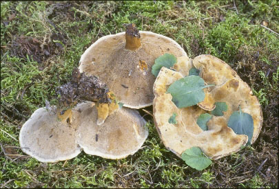 Picture of Inonotus tomentosus