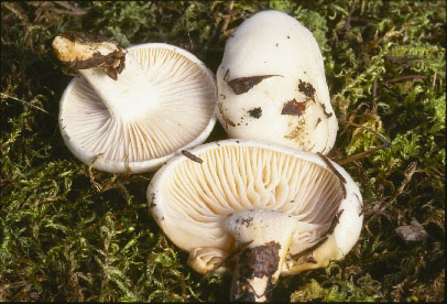 poicture of Hygrophorus eburneus