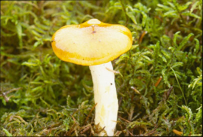 Picture of Hygrophorus speciosus