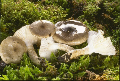 Picture of Hygrophorus olivaceoalbus