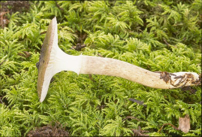 picture of Hygrophorus olivaceolbus