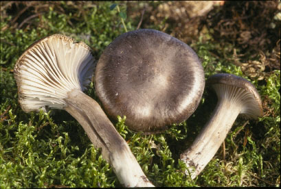 picture of Hygrophorus camarophyllus