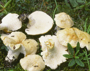 Picture of Hydnum repandum